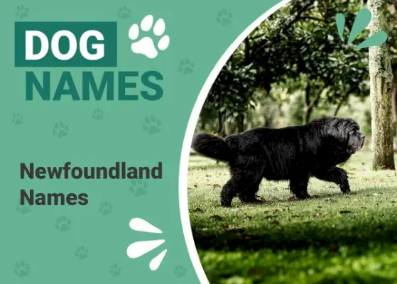 Više od 250 popularnih i jedinstvenih imena Newfoundlanda