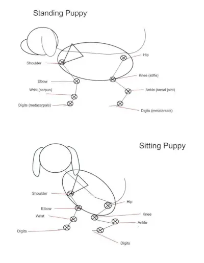 Guia de dibuix - Cos de cadell