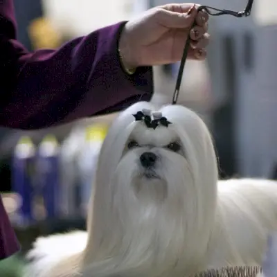 犬の名前を表示する