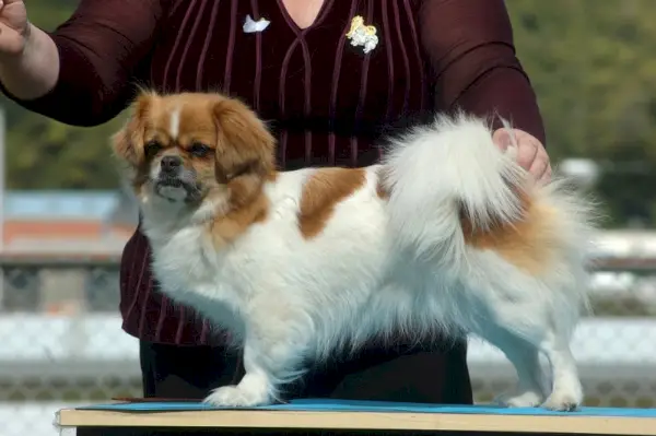 ハンドラーはドッグショーで審査するために自分の犬を配置する