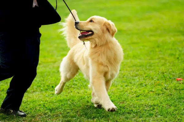 ドッグショーのハンドラーとゴールデンレトリバーの子犬