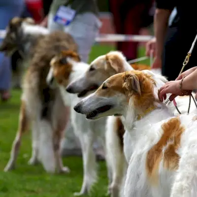 犬の名前を表示する