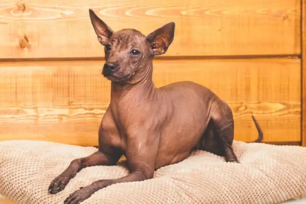 Miniatyyri Xoloitzcuintli