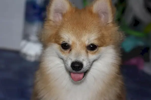 muotokuva pomeranian koirasta