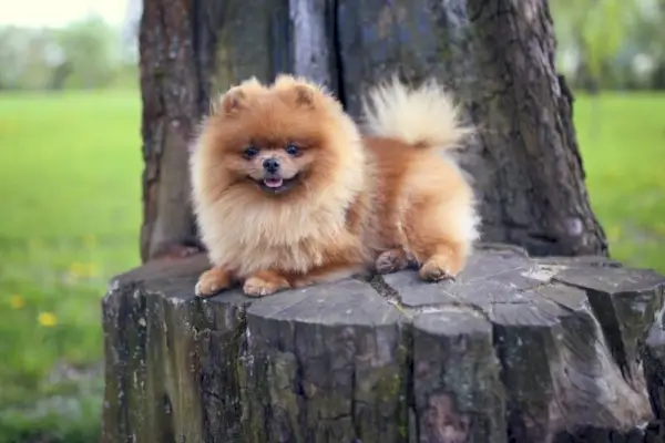 Pomeranian koira ulkona
