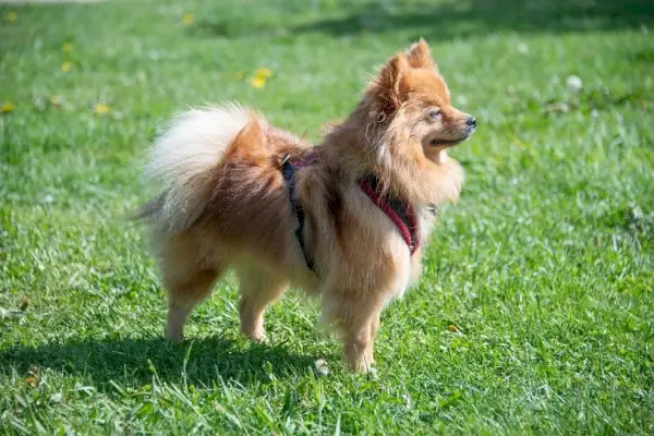 Pomeranian