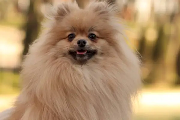 pomeranian nallekarhu