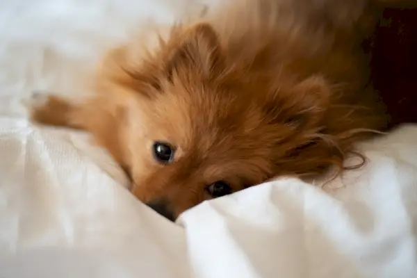 ruskea punainen Pomeranian makaa sängyssä