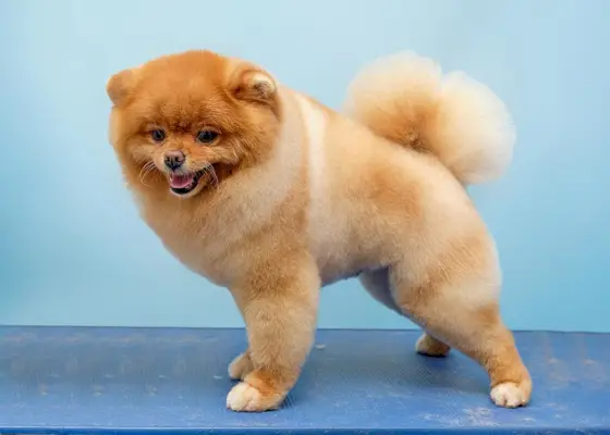 Pomeranian Pomeranian poseeraa näyttelyn jälkeen