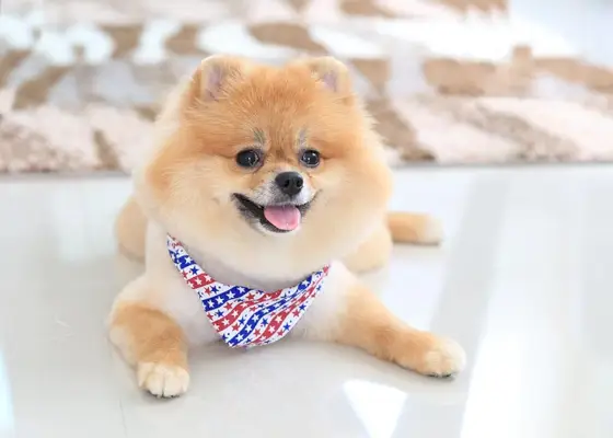 pomeranian pentu huivi kanssa