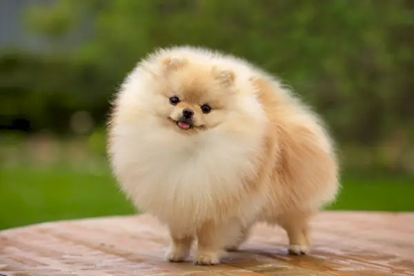 Pomeranian Spitz Lelu_Natalia Fedosova_Shutterstock