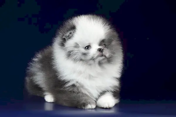 Söpö pörröinen Pomeranian pentu sinisellä pohjalla