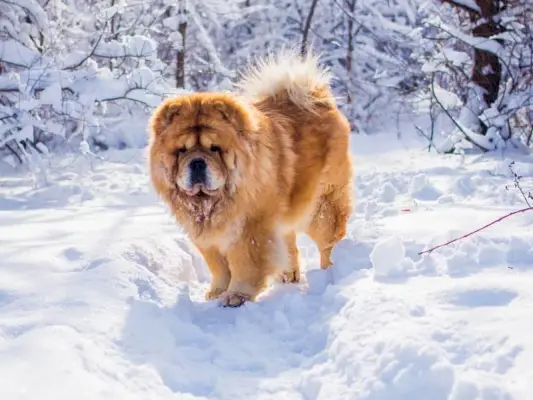 perro chow chow en la nieve