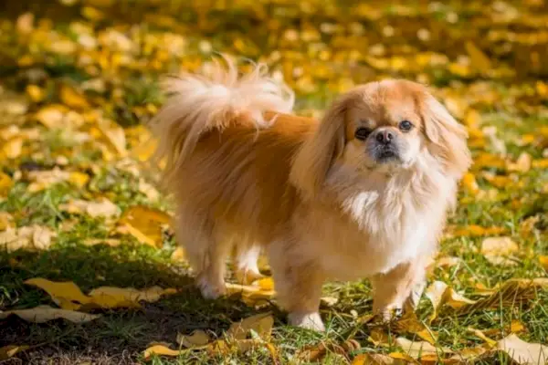 pekinés
