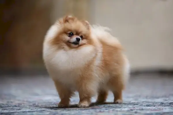 retrato, de, perro pomerania, posición