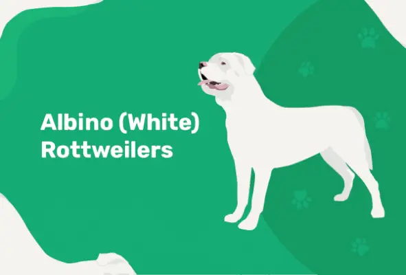 Albino (Vita) Rottweilers: Vårdguide och hälsoproblem