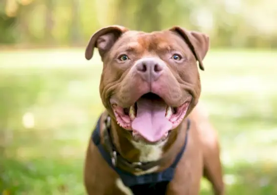 Pitbulteriér zmiešaného plemena pes zadýchaný