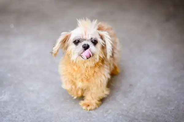 Slatki smeđi mješanac ide uz irokezu