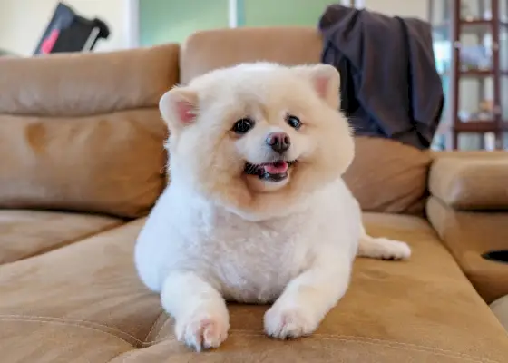 smeđi pomeranski kroj polarnog medvjeda