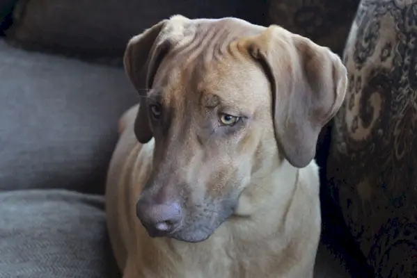 pes rhodéský ridgeback ležící na gauči