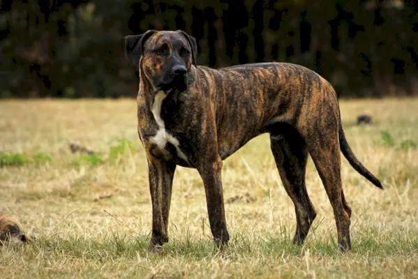 žíhaný rhodéský ridgeback pes stojící na trávě