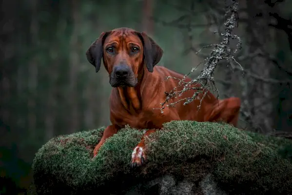 rhodéský ridgeback pes ležící na mechové skále v lese