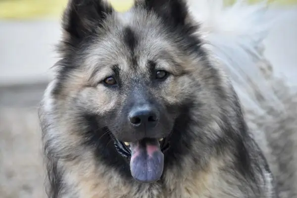 Eurasier Cane con macchie nere sulla lingua