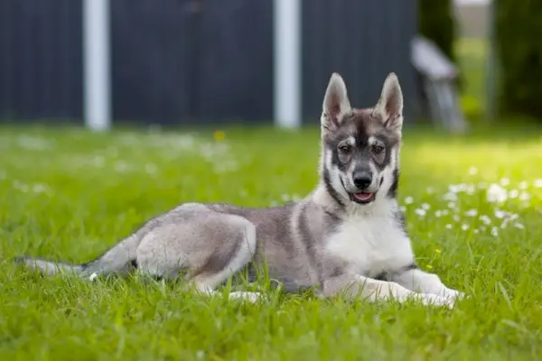 un cane di razza mista siberian husky e pastore tedesco