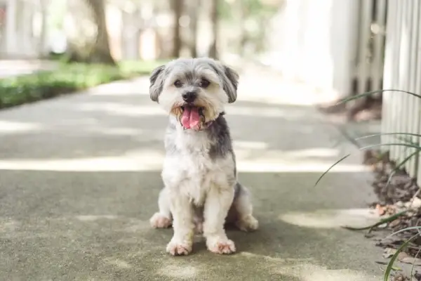 Huskydoodle seduto su un terreno cementato