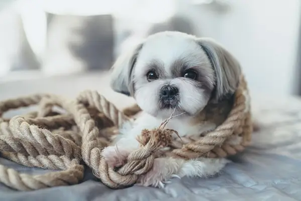 Cane Shih Tzu sdraiato sul letto e giocando con una grande corda