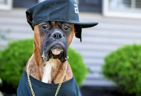 Собака-боксер, одетая как рэпер