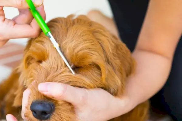 vrouw die gouden doodle hond verzorgt
