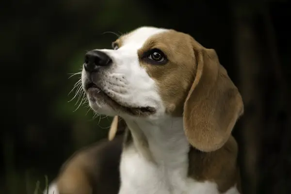 Portrait of Beagle dog