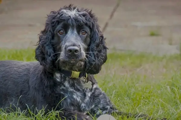 citrininis kokerspanielis