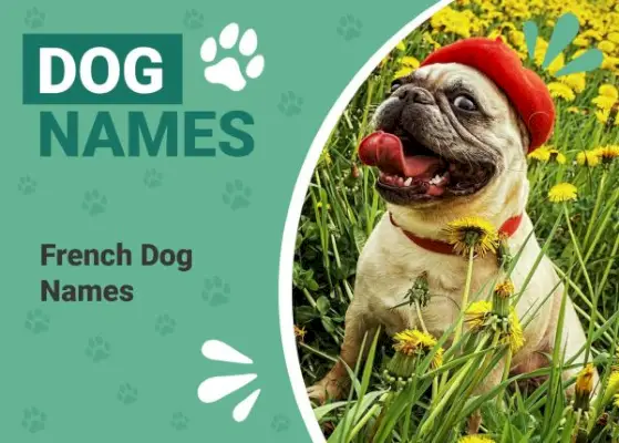 Mais de 140 nomes de cães franceses: escolhas Très Bon para seu filhote Franco