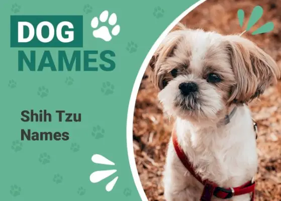 Имена Ши-тцу
