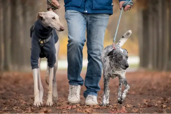 Un llebrer i un gos passegen amb un home al parc