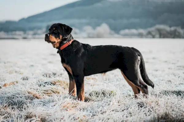 Rottweilera