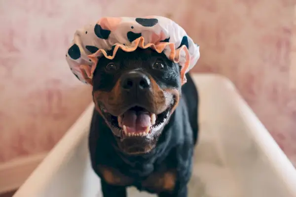 pan młody rottweiler