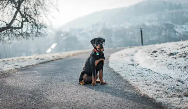 Rottweilera
