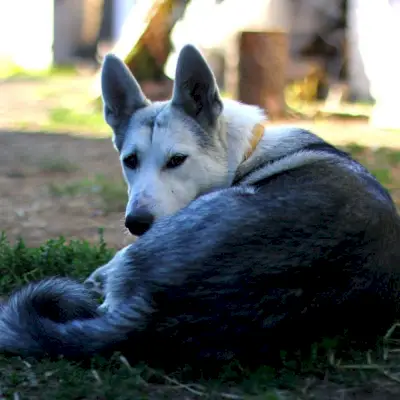 il pepto bismol va bene per i cani