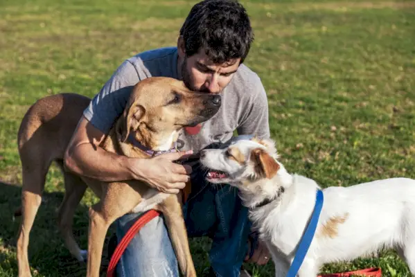 psi mješanci s vlasnikom na otvorenom