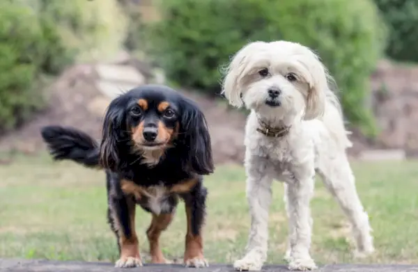 mali psi mješanci koji stoje na otvorenom