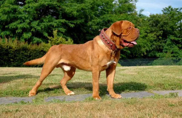 perro-dogo-de-burdeos-al aire libre