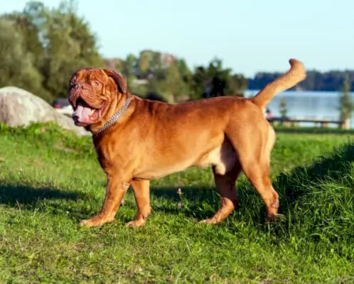dogo-de-burdeos-perro-paseando-en-la-hierba
