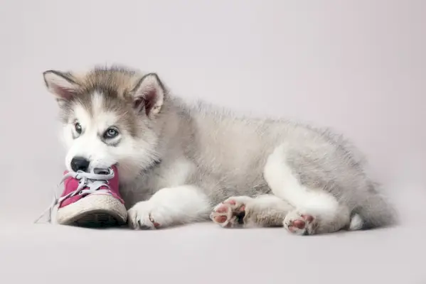 cachorro de husky siberiano masticando zapatos