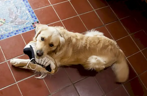 perro golden retriever mordiendo zapatos