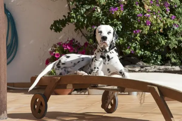 Dalmatische hond koestert zich in de zon