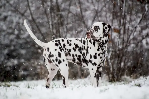 Dalmatische staande op sneeuw