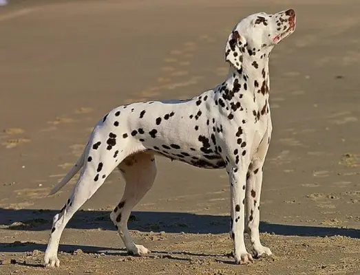 Dalmatische staande